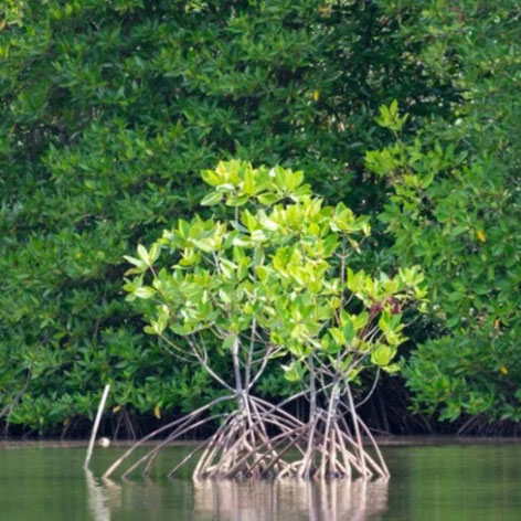 mangroves