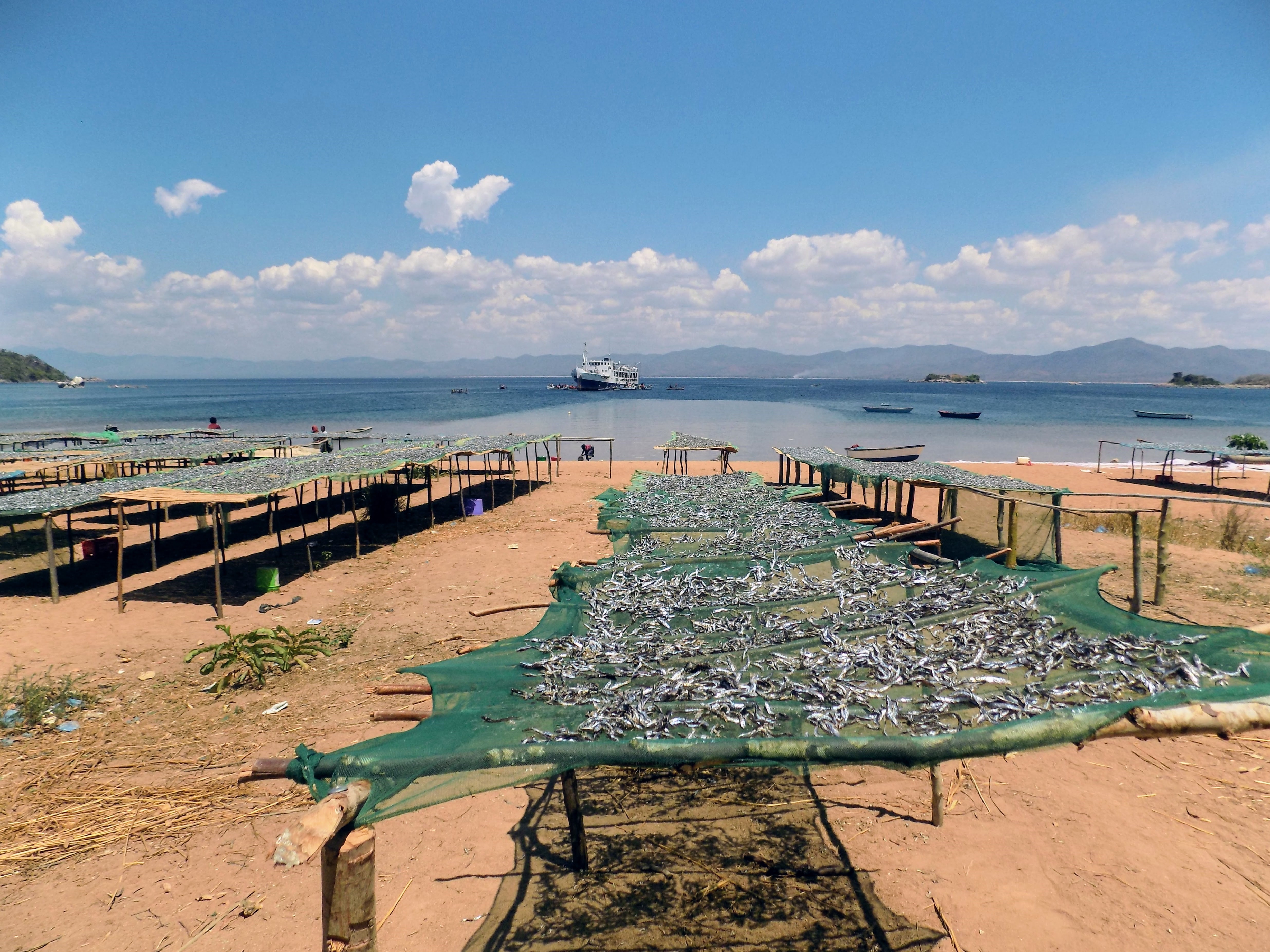 Small fish drying on the shores of Lake Malawi. Photo by Kate McMahon.