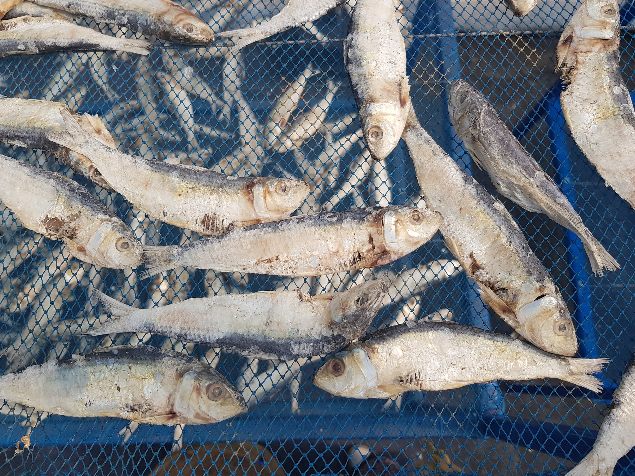 solar fish drying