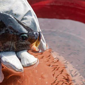 Cover photo: Releasing fry from a mouth brooding tilapia in Nigeria. Photo by Adesanya OmotomiwaI/ITA and Olaniyi Ajibola/WorldFish.