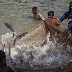 carp farming bangladesh
