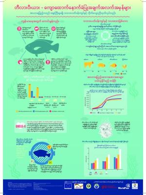 Tilapia: The plain truth (Burmese version)