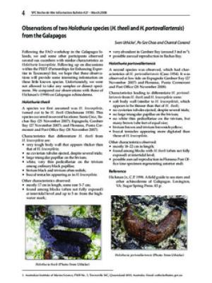 Observations of two Holothuria species (H. theeli and H. portovallartensis) from the Galapagos