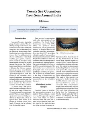 Twenty sea cucumbers from seas around India