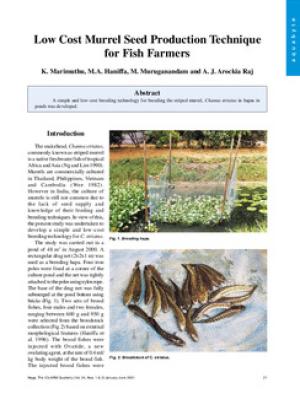Low cost murrel seed production technique for fish farmers