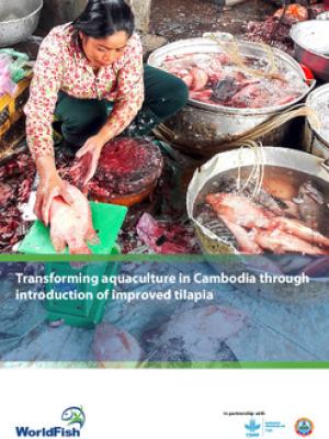 Transforming aquaculture in Cambodia through introduction of improved tilapia