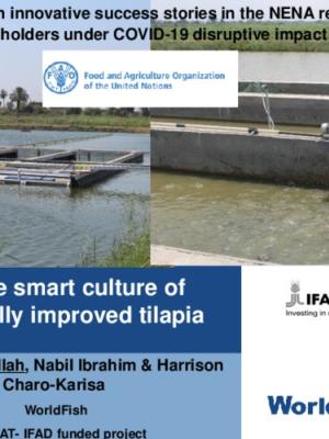 Climate smart culture of genetically improved tilapia