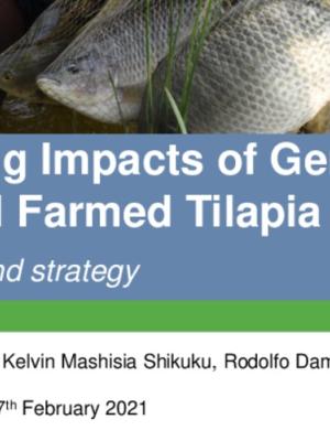 Evaluating impacts of Genetically Improved Farmed Tilapia: Challenges and strategy