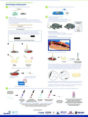 Quick fish sampling guide for disease diagnostics - Bacteriology sampling guide