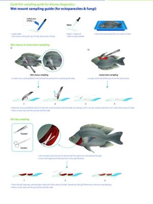 Quick fish sampling guide for disease diagnostics - Wet mount sampling guide (for ectoparasites & fungi)