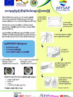 Partial harvesting of small indigenous fish species (Burmese version)