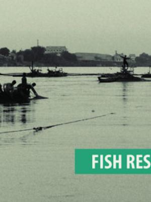 Fish resources in Cambodia (2001-2011)