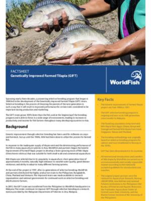 Genetically Improved Farmed Tilapia (GIFT)
