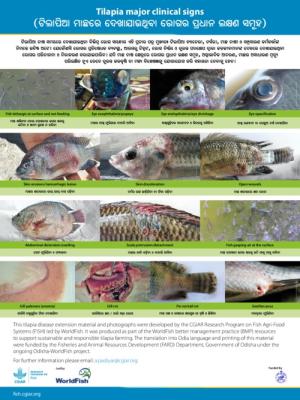 Tilapia major clinical signs (Odia version)
