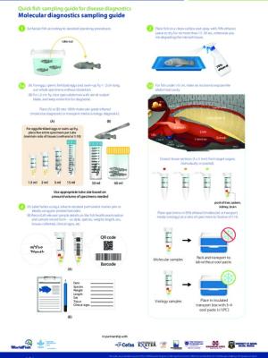 Quick fish sampling guide for disease diagnostics - Molecular diagnostics sampling guide