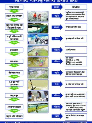 Flow chart on Nursery Management
