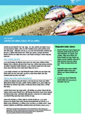 Tilapia lake virus (TiLV): What to know and do? (Bangla version)