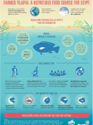 Farmed tilapia: A nutritious food source for Egypt