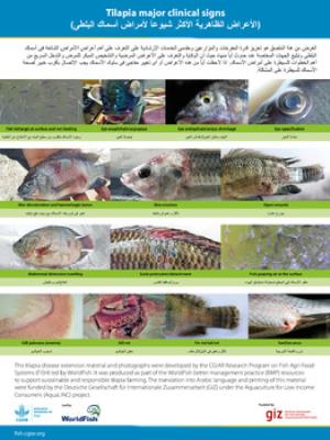 Tilapia major clinical signs (Arabic version)