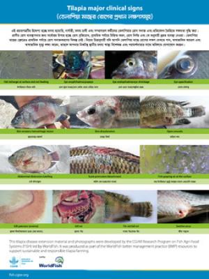 Tilapia major clinical signs (Bengali version)