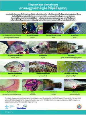 Tilapia major clinical signs (Khmer version)