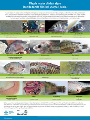 Tilapia major clinical signs (Malay version)