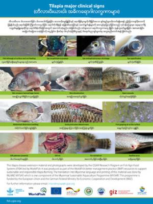 Tilapia major clinical signs (Burmese version)