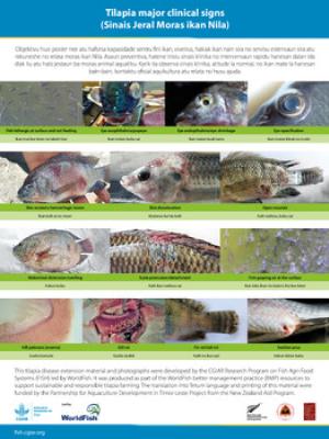 Tilapia major clinical signs (Tetum version)