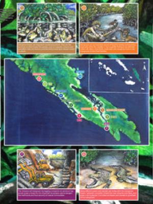 Managing mangroves