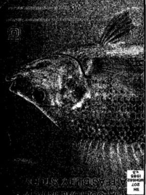 Tilapia culture in Kuwait: a feasibility study. Vol. 3