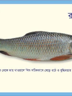 Recipe card: Labeo rohita [in Bengali]