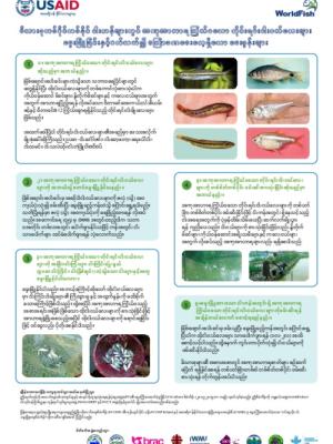 Fish for Livelihoods: Small Indigenous Species (SIS) Q&A (Burmese version)