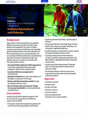 Suchana: Ending the cycle of undernutrition in Bangladesh. Suchana Aquaculture and Fisheries