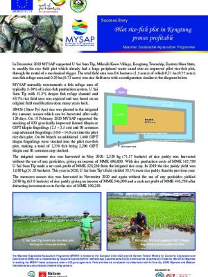 Pilot rice-fish plot in Kengtung proves profitable - English language version