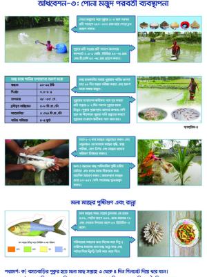 Festoon on post stocking management of fish seed