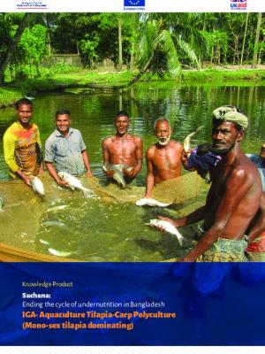 Suchana: Ending the cycle of undernutrition in Bangladesh. IGA- Aquaculture Tilapia-Carp Polyculture (Mono-sex tilapia dominating)