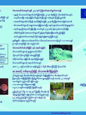 Pond nursing of carp species (Burmese version)