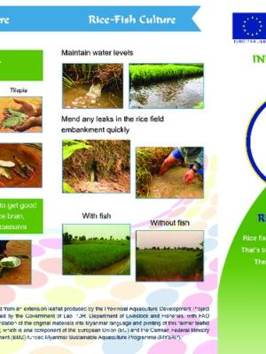 Rice-fish culture