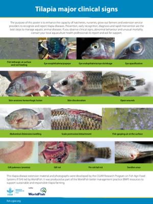 Tilapia major clinical signs