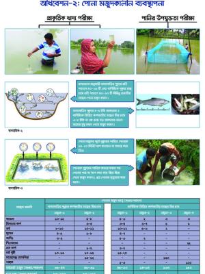 Festoon on fish seed stocking management
