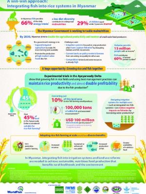 A win-win approach: Integrating fish into rice systems in Myanmar