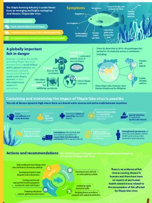 Tilapia lake virus: putting a global resource at risk