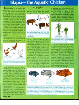 Tilapia: the aquatic chicken