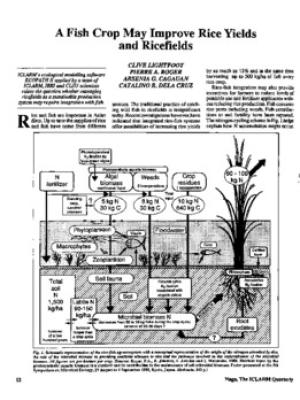A fish crop may improve rice yields and ricefields