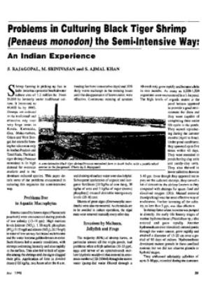Problems in culturing black tiger shrimp (Penaeus monodon) the semi-intensive way: an Indian experience