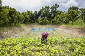 Jayanti Rai, a woman fish farmer, taking care of her vegetables garden beside the pond dike for nutrition sensitive aquaculture in Bangladesh. / Noor Alam, WorldFish