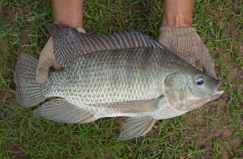 WorldFish has played a pioneering role in aquaculture production through its long-standing tilapia genetic improvement (GIFT) program since the 1980s. Photo by WorldFish. 