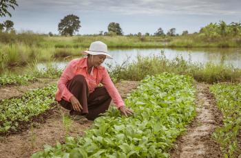 Rice-pond fisheries are an example of a food system focused not just on production but also nutritional outcomes. Photo by Fani Llauradó.