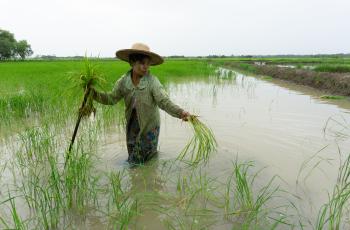Kyi Kyi Than plants rice in an integrated rice-fish system in the Ayeyarwady Delta. Photo by Majken Schmidt Søgaard.