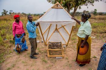 Smoked fish under a solar drier in Zambia. Photo by Chosa Mweemba.
